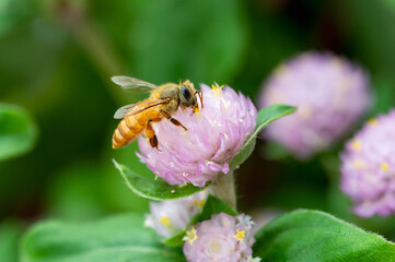 The bee collecting nectar from a flower.