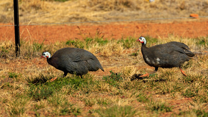 The Helmeted Guineafowl (Numida meleagris) is a large-bodied, small-headed, slaty-gray gamebird perfectly lined with rows of hundreds of white spots