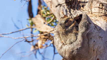 A nocturnal bird found in open woodland across Australia and in southern New Guinea known as the Australian Owlet-nightjar (Aegotheles cristatus)