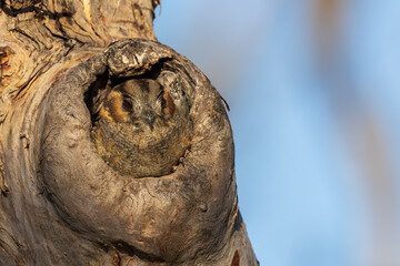 A nocturnal bird found in open woodland across Australia and in southern New Guinea known as the Australian Owlet-nightjar (Aegotheles cristatus)