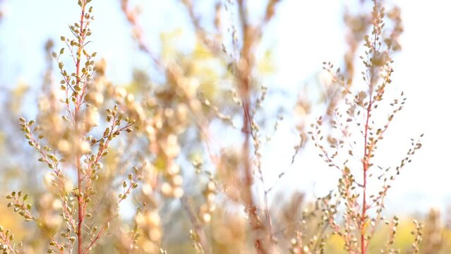 Beauty in nature, fairy soft blurred sunlight and fragile grass, dry flowers in pastel morning light. Winter spring summer and autumn all season are beautiful