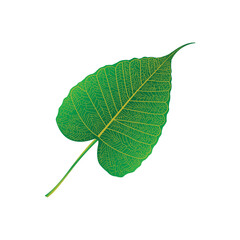 Green leaves of Bodhi tree , Ficus religiosa or Sacred fig ,Symbols of Buddhism Vector Illustration.