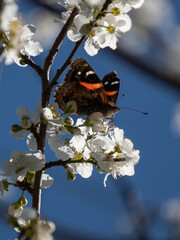 Vanessa gonerilla, New Zealand red admiral, feeding on plum blossom in home orchard. The NZ red...