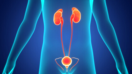 Human Urinary System Kidneys with Bladder Anatomy - obrazy, fototapety, plakaty
