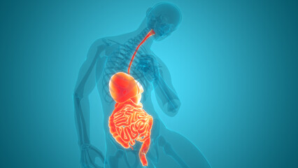 Human Digestive System Anatomy - obrazy, fototapety, plakaty