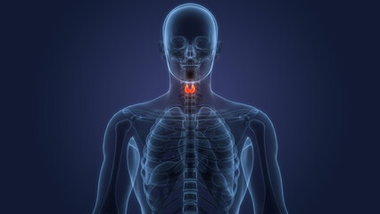 Human Body Glands Thyroid Gland Anatomy