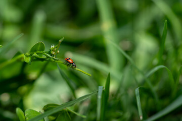 Fototapeta premium closeup of a ladybird on a green leaf