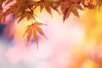Naklejka na ściany i meble 鮮やかな秋の紅葉
