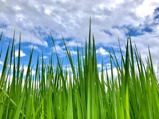 Foto op Canvas green grass and blue sky © Thanawat