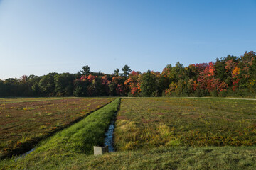 A cranberry field with a ripe crop of red berries in autumn, before flooding for cranberry picking. Sunny warm day, bright colors of nature. Agriculture of North America. Muskoka, Ontario, Canada.