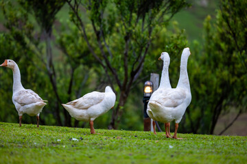 Flock of white goose standing in the natural surrounded. White goose taking a walk on meadow in the farm. Flock of white goose standing on green grass with tree background.