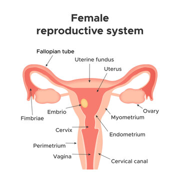 Female genital organs. Reproductive system. Infographics. Vector illustration.