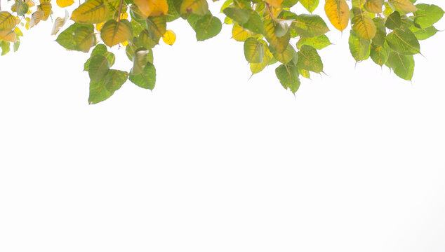 Green leaf Pho isolated on white texture background leaf Bothi leaf or Bho leaf frame .
