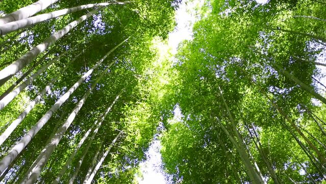 京都-竹林を歩く-