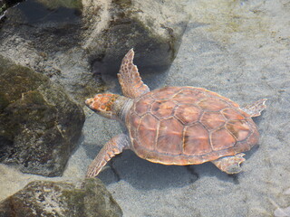 海亀　アカウミガメ