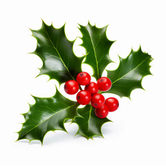 holly leaves and berries
