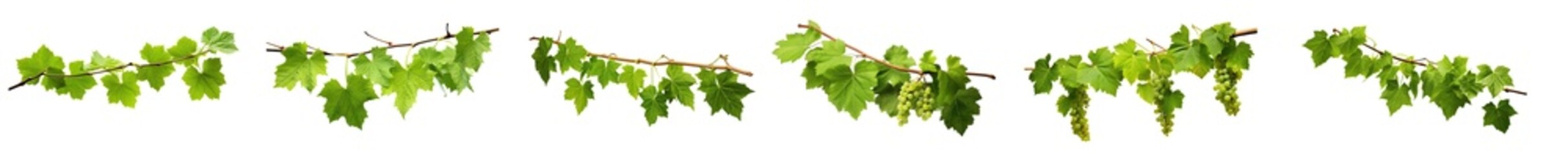 Collection of green grape ivy plants, tropical hanging leaves, and border decoration plants, isolated on a transparent background with PNG, cutout, or clipping path.