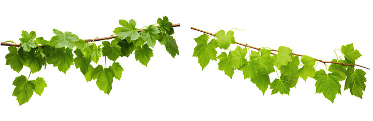 Set of bush grape or three-leaved wild vine (Cissus spp.), a jungle vine hanging ivy plant bush foliage, isolated on a white background with a clipping path. - obrazy, fototapety, plakaty