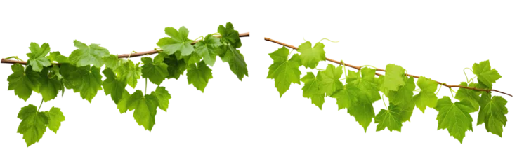 Fotobehang Set of bush grape or three-leaved wild vine (Cissus spp.), a jungle vine hanging ivy plant bush foliage, isolated on a white background with a clipping path. © Transparent png