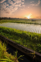 Balinese sunrise: Young rice terraces in the calm morning light of Indonesia. Nice green Bali