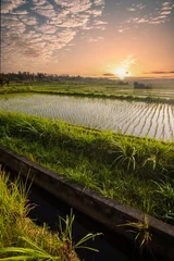 Foto op Plexiglas Rijstvelden Balinese sunrise: Young rice terraces in the calm morning light of Indonesia. Nice green Bali