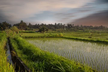 Fototapeten Balinese sunrise: Young rice terraces in the calm morning light of Indonesia. Nice green Bali © Jan