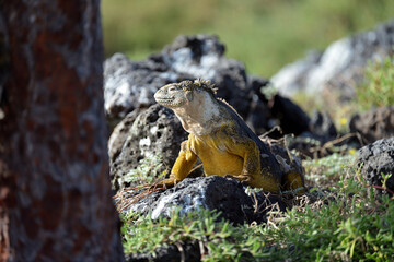 Landiguana