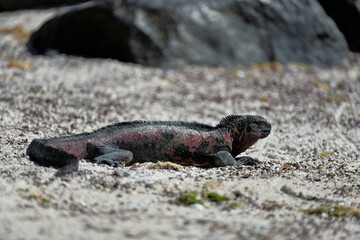 Leguan auf Galapagos