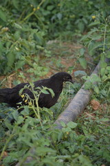 Naklejka na ściany i meble A free-range black Kadaknath chicken foraging in the backyard garden for bugs and food