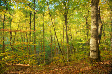 Fototapeta na wymiar Autumn forest and sunshine