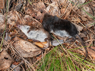 Dead common shrew (Sorex araneus) on the ground.