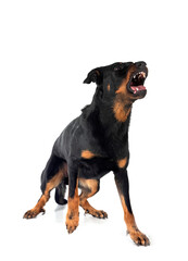 Obraz premium french shepherd in studio