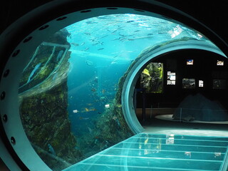上越市水族館　うみがたりの水中トンネル
