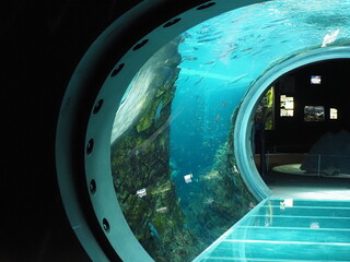 上越市水族館　うみがたりの水中トンネル