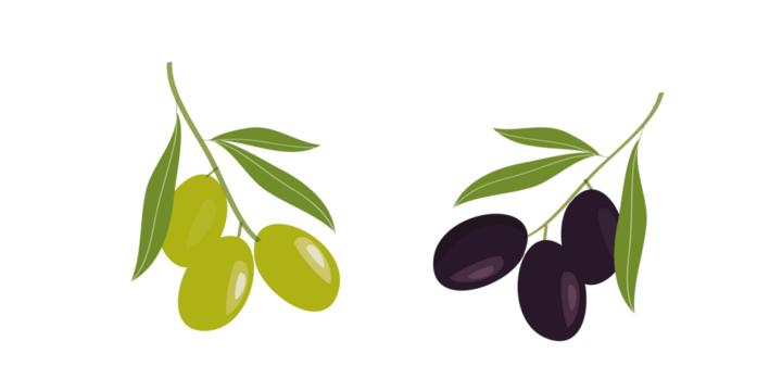 Olive hand drawn branch with green and black olives isolated on white background. - Powered by Adobe