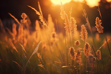 Soft Sunset Light Bathing Peaceful Grasses in Warmth and Tranquility