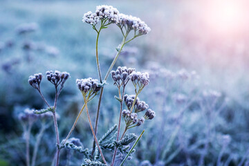 Frost-covered plants in a meadow in the morning at sunrise