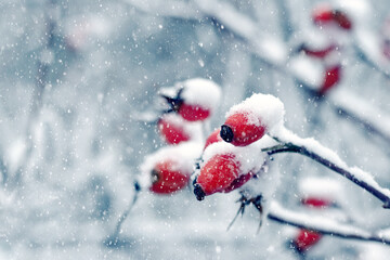 Naklejka na ściany i meble Snow-covered rosehip branches with red berries during a snowfall