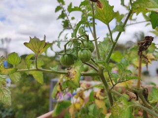Fototapeta premium Green tomatoes growing on a vine, surrounded by lush leaves. Smooth texture, healthy plant, cloudy sky background. Early stages of tomato growth, natural beauty, potential harvest.