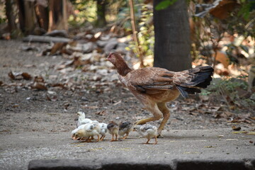 A brown color Aseel or Asil hen caring raising foraging her newly hatched baby chicks in the backyard garden