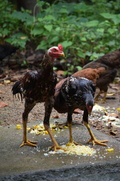 Aseel chicken rooster foraging in the garden green grass and plants in the background
