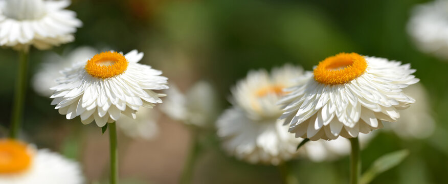 Strawflower ( Xerochrysum bracteatum "Mohave white"), Plant in the family Asteraceae native to Australia.