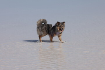 Australian shepherd Pomeranian mix dog standing in water 