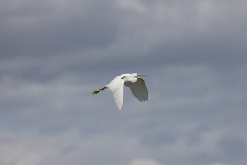 Snowy egret in flight 