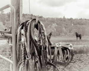 old bridle hangs in the paddock in black and white with horses in the background