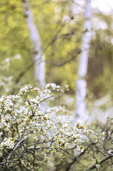 Blackthorn spring