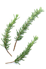 上から撮影した白背景のローズマリー