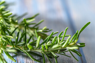 Obraz premium ローズマリーの枝