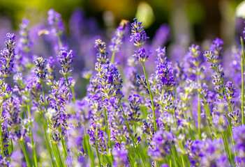 Spring lavender flowers under sunlight. Lilac flowers close up. Beautiful landscape of nature with a panoramic view. Hi spring. long banner