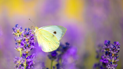 Butterflies on spring lavender flowers under sunlight. Beautiful landscape of nature with a panoramic view. Hi spring. long banner